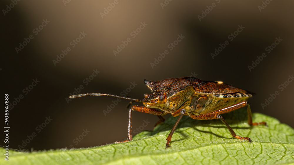 Fototapeta premium Wanze