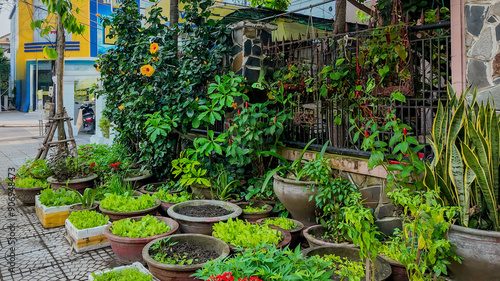 Urban home garden with a variety of potted plants and vegetables, promoting sustainable living and green spaces in Asian communities