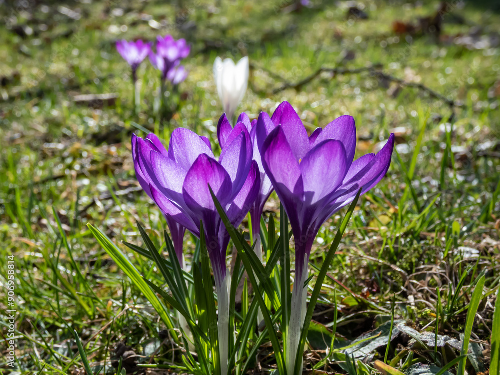 Close-up of purple spring crocuses (Crocus vernus) flowering in a park among dry, brown leaves and fresh green grass in early spring Close-up of purple spring crocuses (Crocus vernus) flowering in a park among dry, brown leaves and fresh green grass in early spring