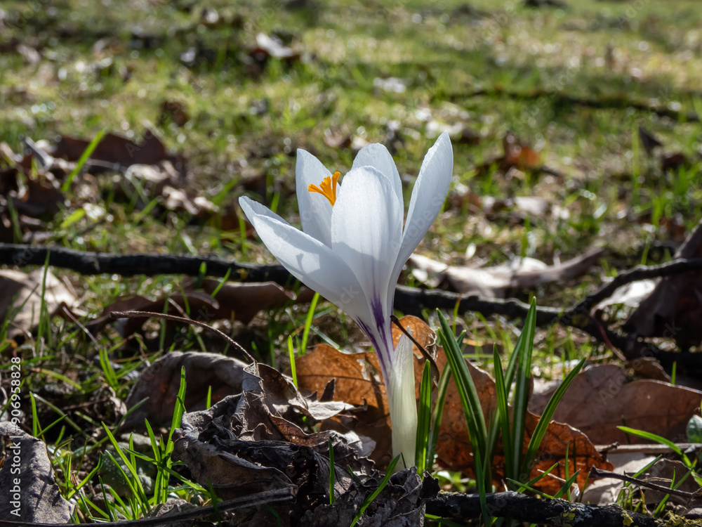 Close-up of a white spring crocus (Crocus vernus) flowering in a park among dry, brown leaves and fresh green grass in early spring Close-up of a white spring crocus (Crocus vernus) flowering in a park among dry, brown leaves and fresh green grass in early spring