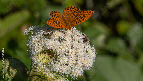 Kaisermantel Schmetterling photo