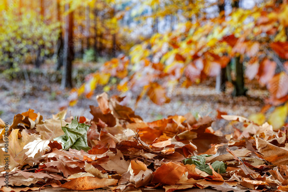 Autumn composition with autumn tree leaves with copy space for products. Autumn trees in the forest background. Autumn composition with autumn tree leaves with copy space for products. Autumn trees in the forest background.