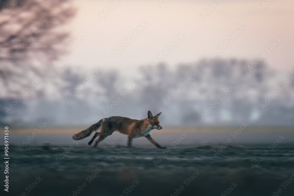 A fox (Vulpes vulpes) running across a cultivated field at sunrise. The photo captures the wildness and beauty of nature, showcasing the fox in its natural habitat during a morning run. A fox (Vulpes vulpes) running across a cultivated field at sunrise. The photo captures the wildness and beauty of nature, showcasing the fox in its natural habitat during a morning run.