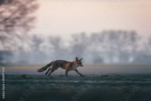 Wallpaper Mural A fox (Vulpes vulpes) running across a cultivated field at sunrise. The photo captures the wildness and beauty of nature, showcasing the fox in its natural habitat during a morning run. Torontodigital.ca