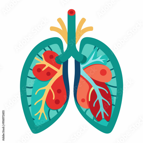 The heart in the middle of the lungs illustration. white background