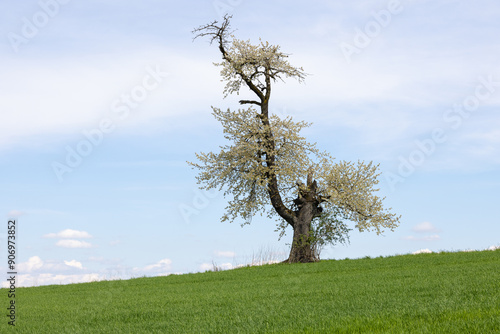 Obraz na płótnie ein einzelner alter, blühender, knorriger Baum im Frühling