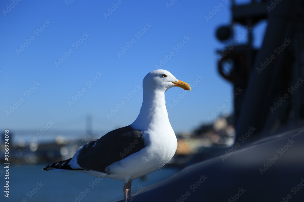 Obraz premium seagull on the beach