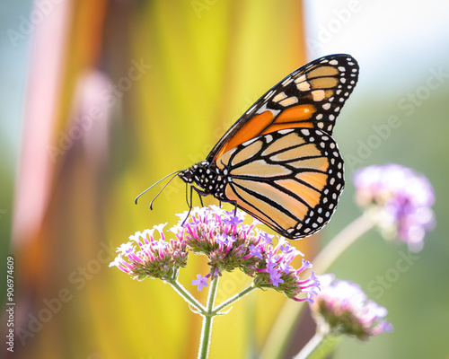 Monarch Butterfly on a Flower