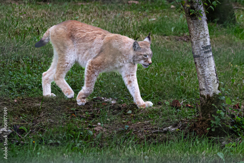 lynx in the forest