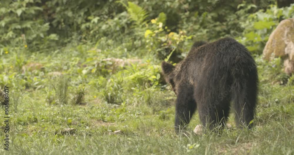 European brown bears foraging in a forest clearing.Romania. European brown bears foraging in a forest clearing.Romania.