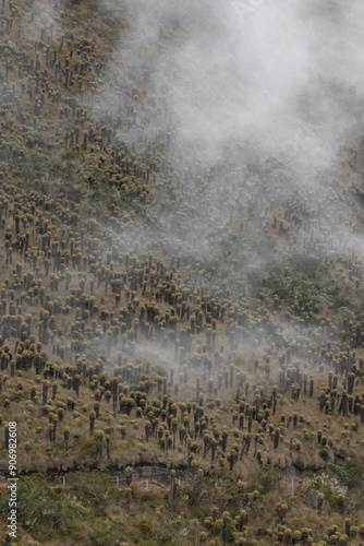 high mountain forest