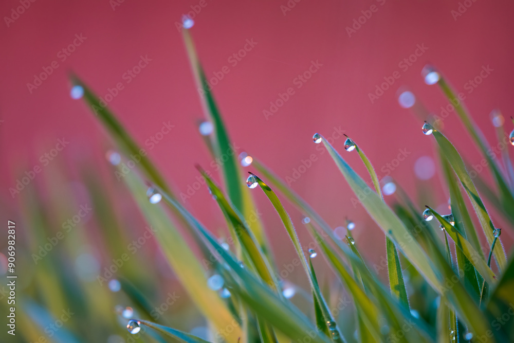 custom made wallpaper toronto digitalClose-up of grass (Poaceae) at dawn with dewdrops, creating a magical morning landscape. The photo captures the subtle beauty of nature and the tranquility of the morning.