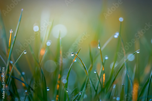 Wallpaper Mural Close-up of grass (Poaceae) at dawn with dewdrops, creating a magical morning landscape. The photo captures the subtle beauty of nature and the tranquility of the morning. Torontodigital.ca