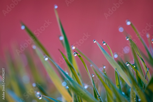 Wallpaper Mural Close-up of grass (Poaceae) at dawn with dewdrops, creating a magical morning landscape. The photo captures the subtle beauty of nature and the tranquility of the morning. Torontodigital.ca