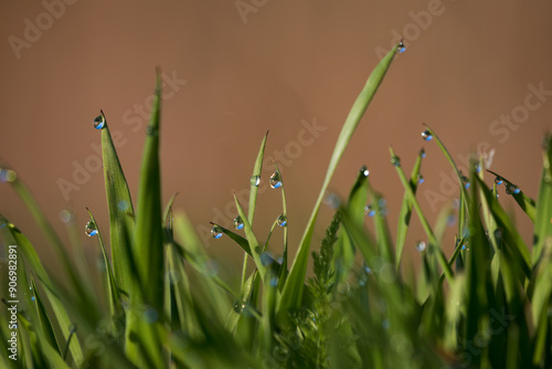 Wallpaper Mural Close-up of grass (Poaceae) at dawn with dewdrops, creating a magical morning landscape. The photo captures the subtle beauty of nature and the tranquility of the morning. Torontodigital.ca