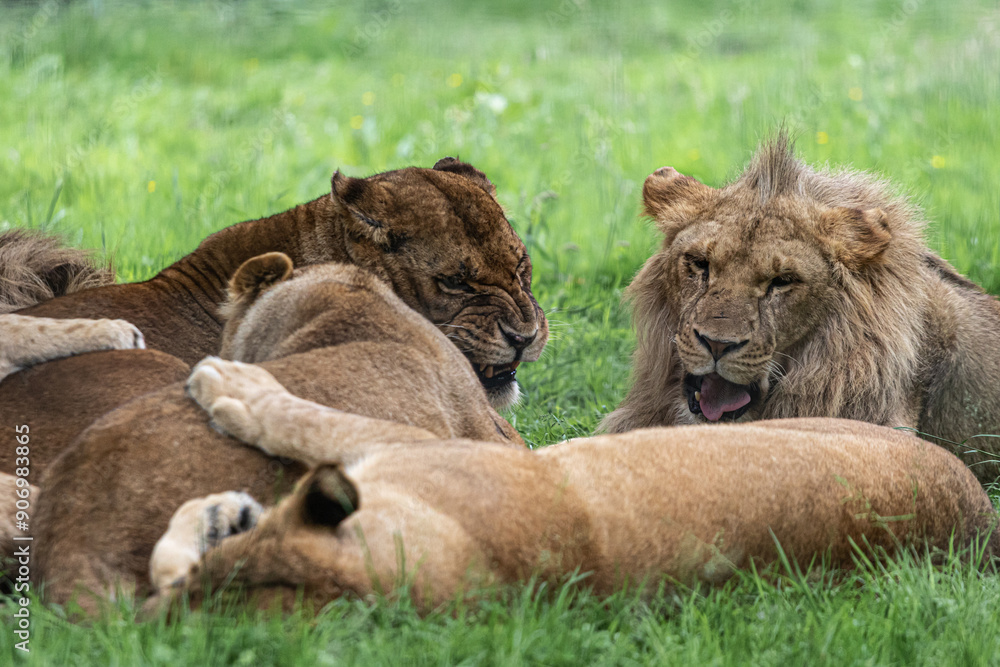 Naklejka premium lion and lioness