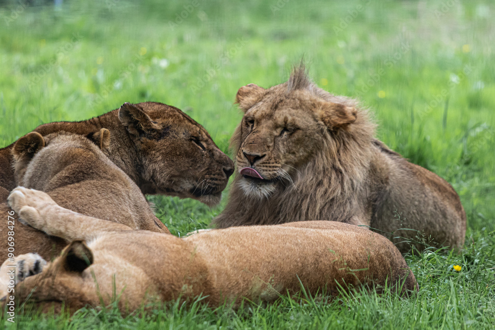 Naklejka premium lion and lioness