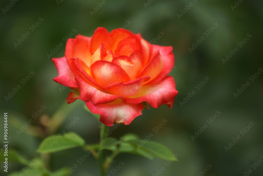 Summer roses beauty did you see it Summer roses beauty did you see it