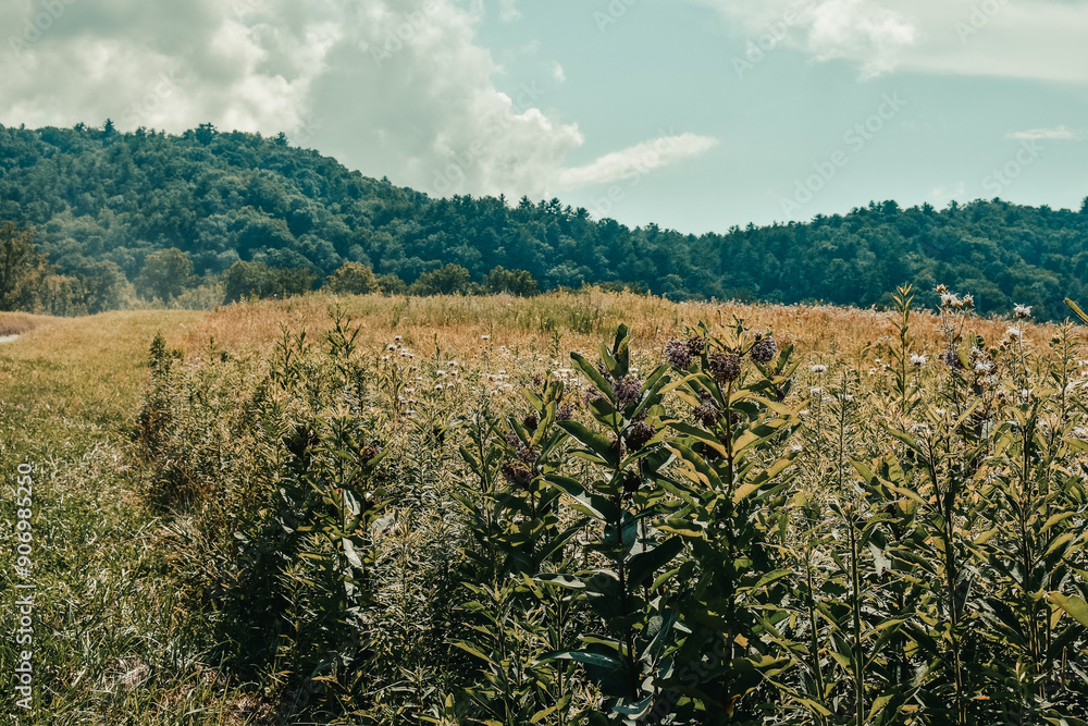 View of the Great Smoky Mountains from across a meadow in Cades Cove of Great Smoky Mountains National Park. View of the Great Smoky Mountains from across a meadow in Cades Cove of Great Smoky Mountains National Park.