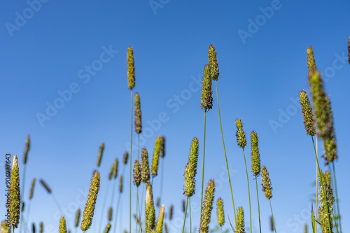 Timothy (Phleum pratense) is an abundant perennial grass, timothy-grass, meadow cat's-tail or common cat's tail. Denali View North, Denali State Park, Alaska photo