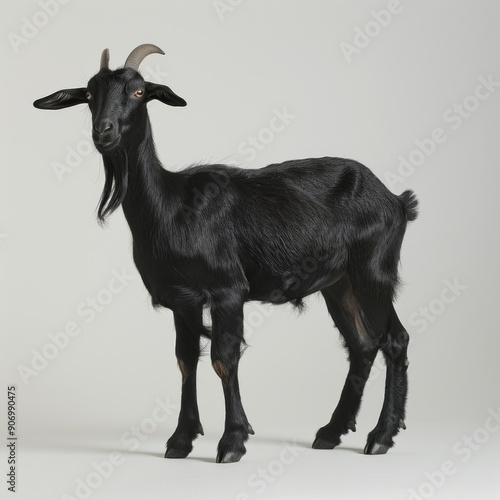 Medium shot of a black goat full body shot, isolated on a light solid pastel white background,