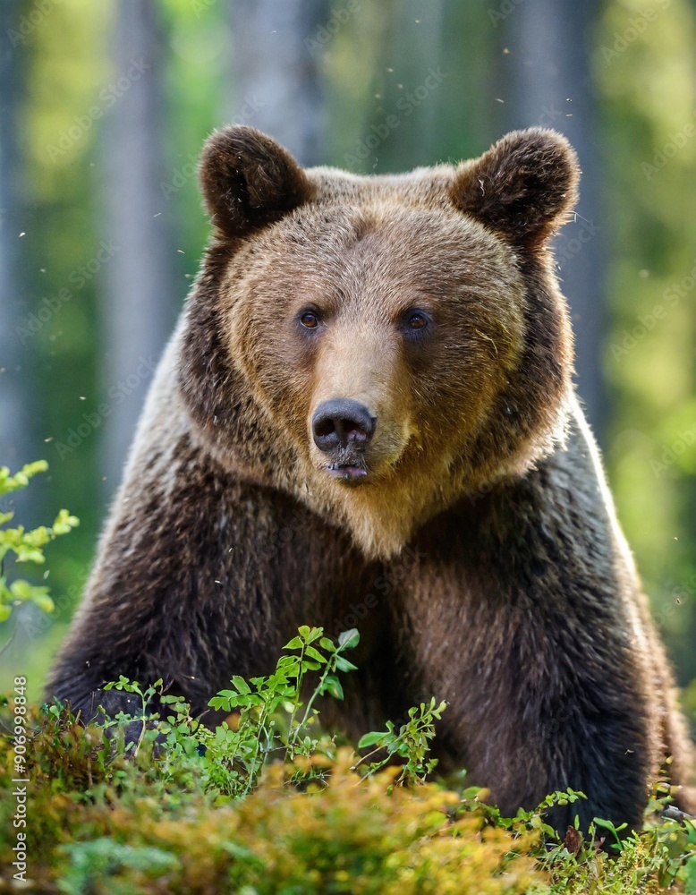 Wild Brown Bear (Ursus Arctos) in the summer forest. Animal in natural habitat. Wildlife scene Wild Brown Bear (Ursus Arctos) in the summer forest. Animal in natural habitat. Wildlife scene