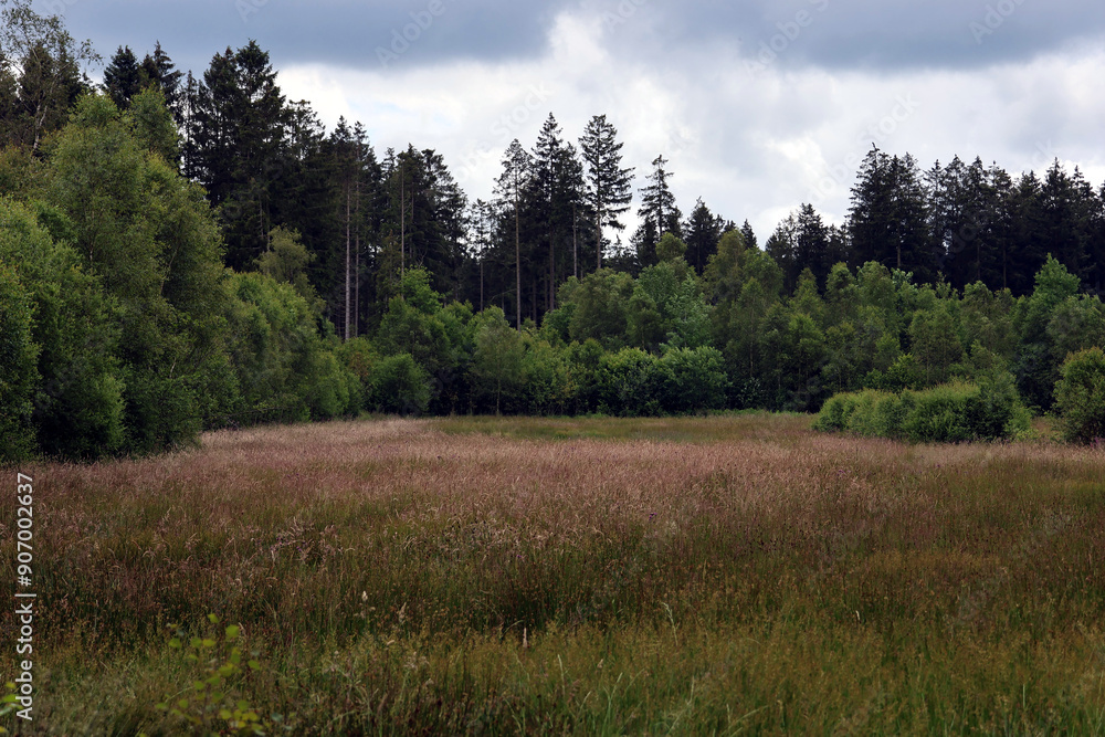 Moorlandschaft im Wald in der Nähe des Moorlandschaft im Wald in der Nähe des