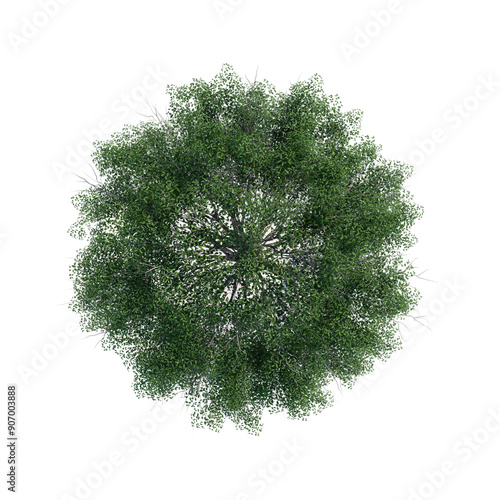 tree top view plant landscape architecture nature garden aerial render.