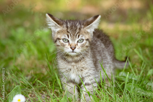 mignon chaton gris jouant dans la nature