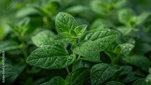 Wallpaper Mural Close-up shot of lush green plant leaves with water droplets, showcasing the intricate details of their veins and textures in a natural environment Torontodigital.ca