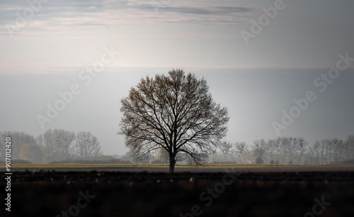 Wallpaper Mural The mighty sessile oak, cornish oak, durmast oak, quercus petraea, stands on the edge of a farmland. A very large, majestic tree, a natural monument, a tree under protection. Torontodigital.ca