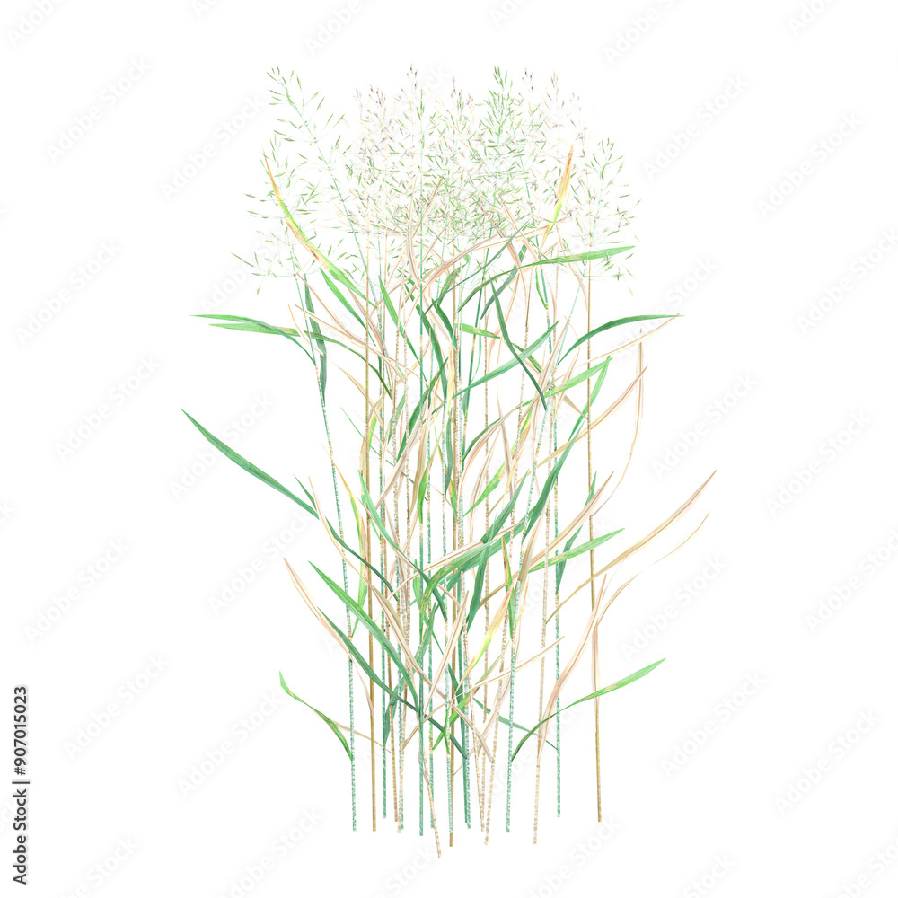 Naklejka premium Green beautiful Agrostis capillaris plant isolated on Canvas