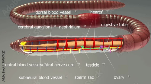  Common earthworm inner organs photo