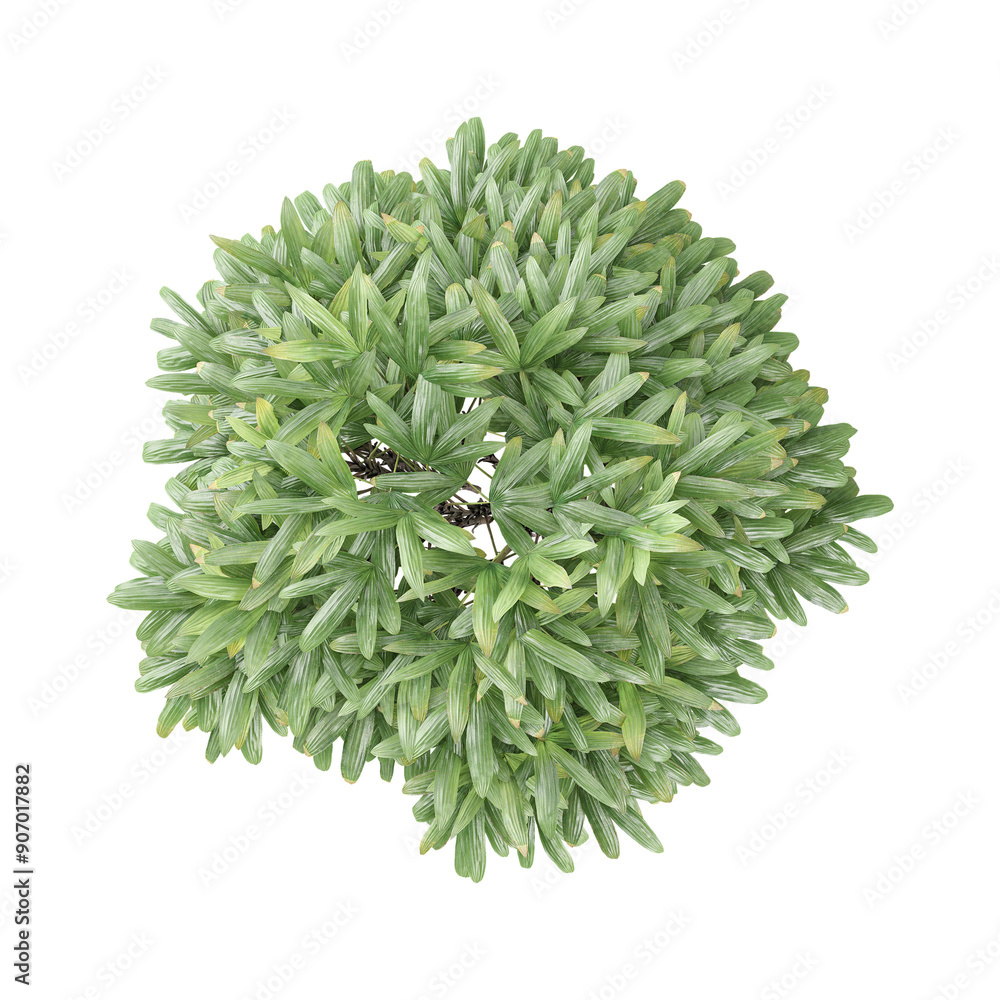 3d rendering of Raphis Palm plant
