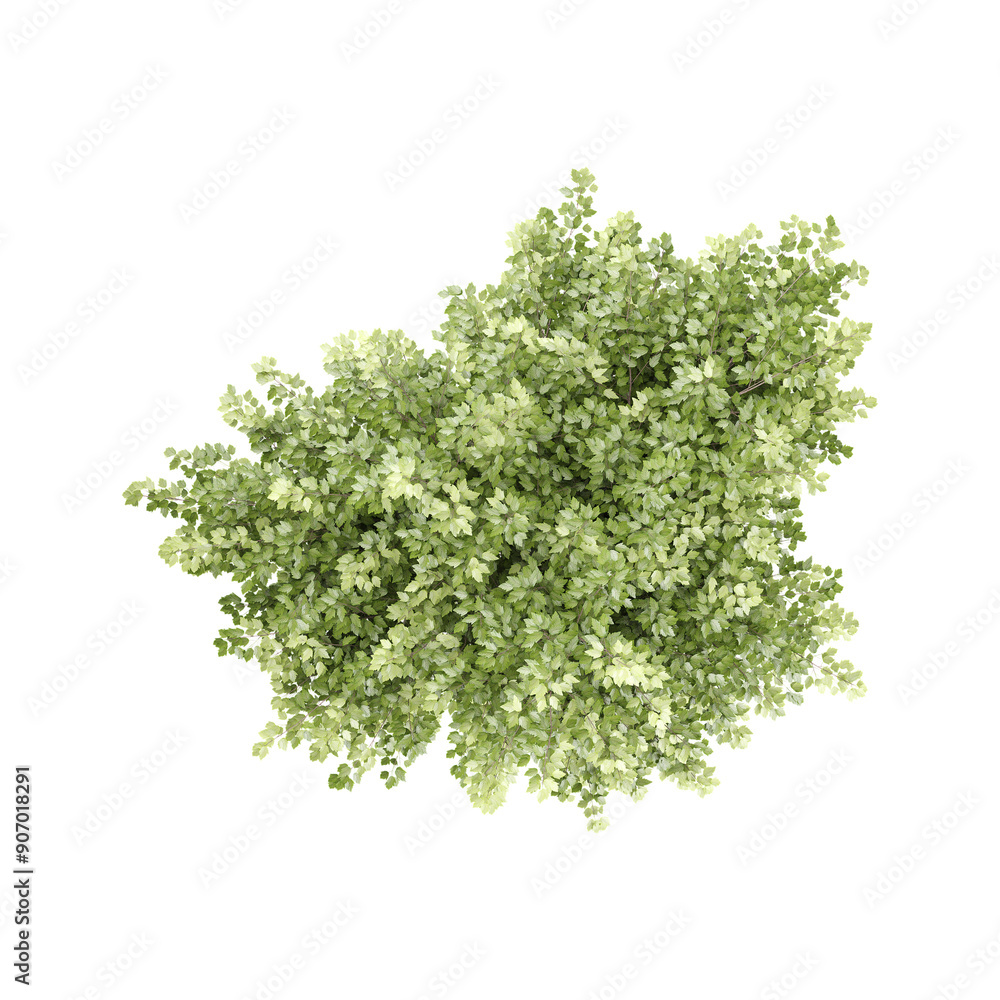 Obraz premium Acer platanoides plant isolated on transparent Canvas