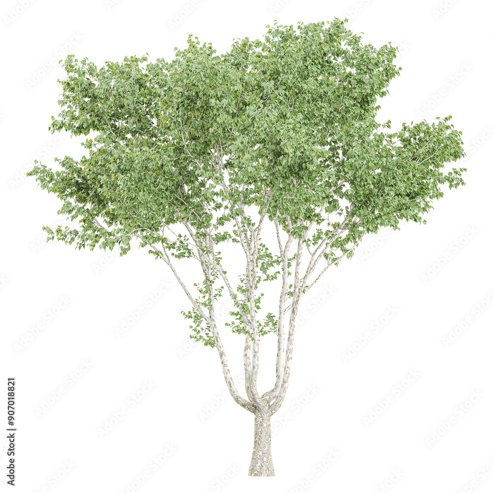 White poplar plant on isolated Canvas White poplar plant on isolated Canvas