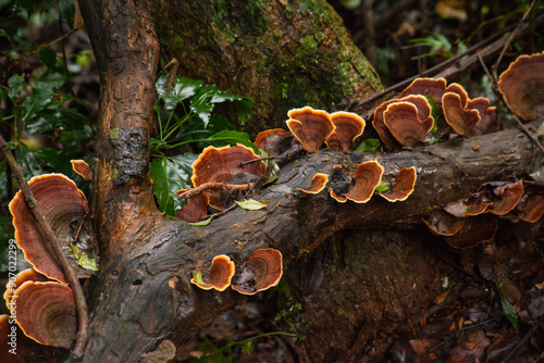 Reishi mushroom (Ganoderma lucidum) 14166