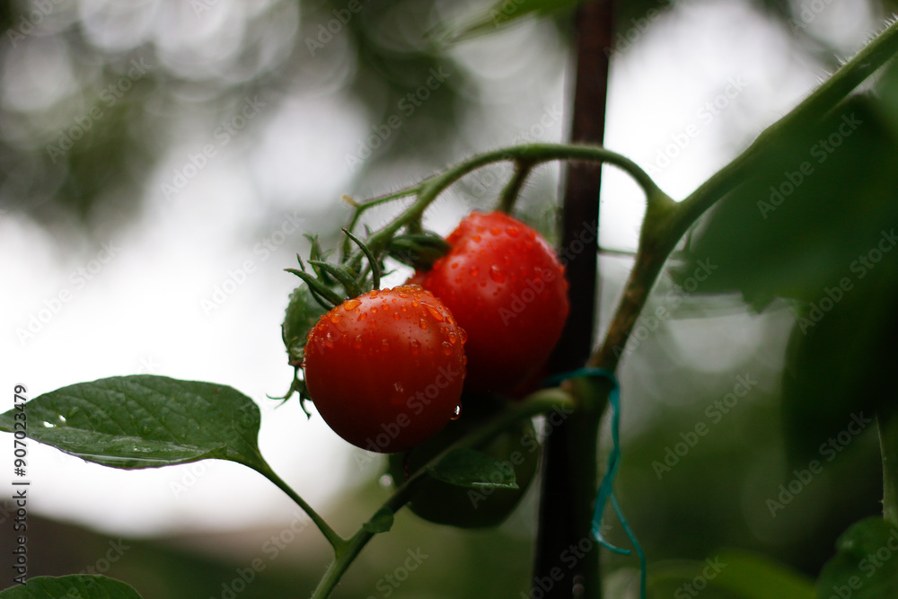 Obraz premium photo of a tomato plant