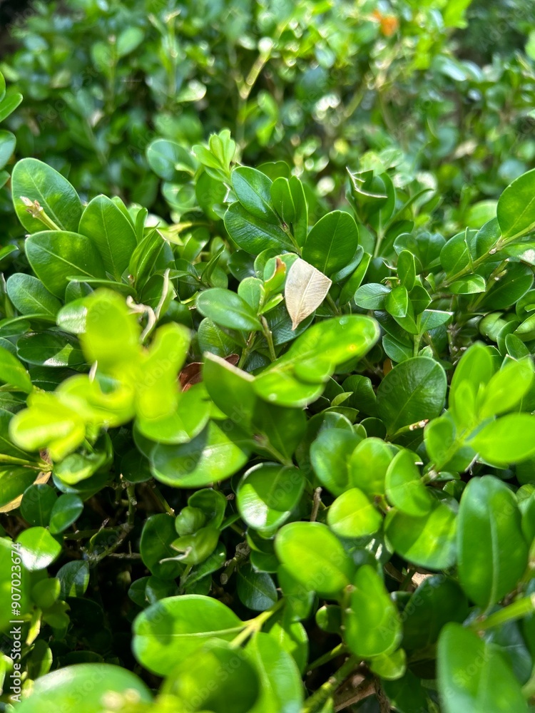 A closeup of a beautiful, bright green, boxwood plant A closeup of a beautiful, bright green, boxwood plant