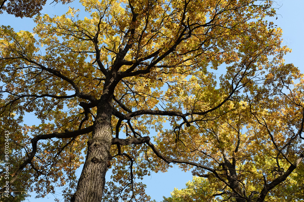 Autumn landscape with blue sky, bottom view. Background of autumn- forest for publication, poster, screensaver, wallpaper, postcard, banner, cover, post. High quality photo Autumn landscape with blue sky, bottom view. Background of autumn- forest for publication, poster, screensaver, wallpaper, postcard, banner, cover, post. High quality photo