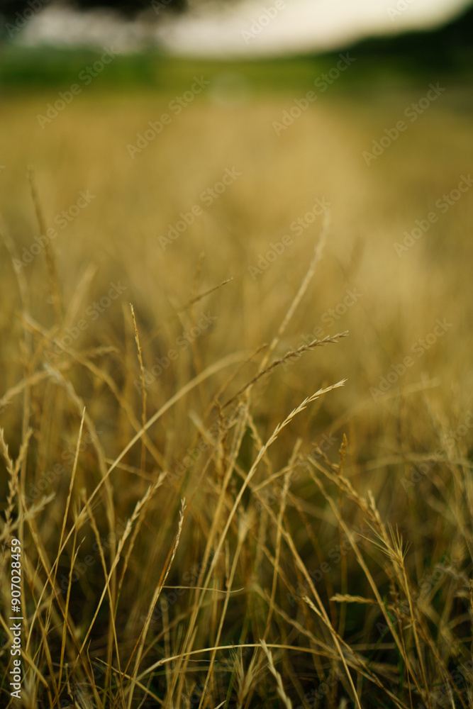 Fototapeta premium Yellow grass