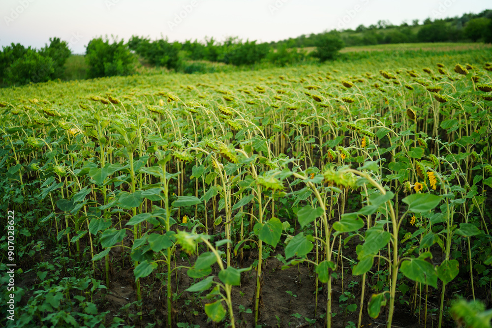 Fototapeta premium green Sunflower field