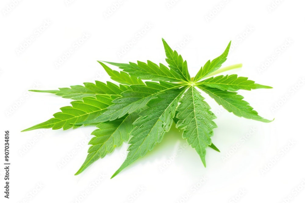 Fresh green cannabis leaves isolated on white background Fresh green cannabis leaves isolated on white background