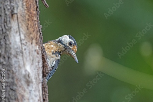 Great Spotted Woodpecker (Dendrocopos major) on a tree trunk. photo