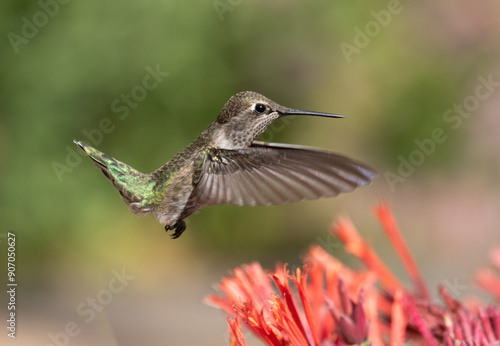 hummingbird and red flowers