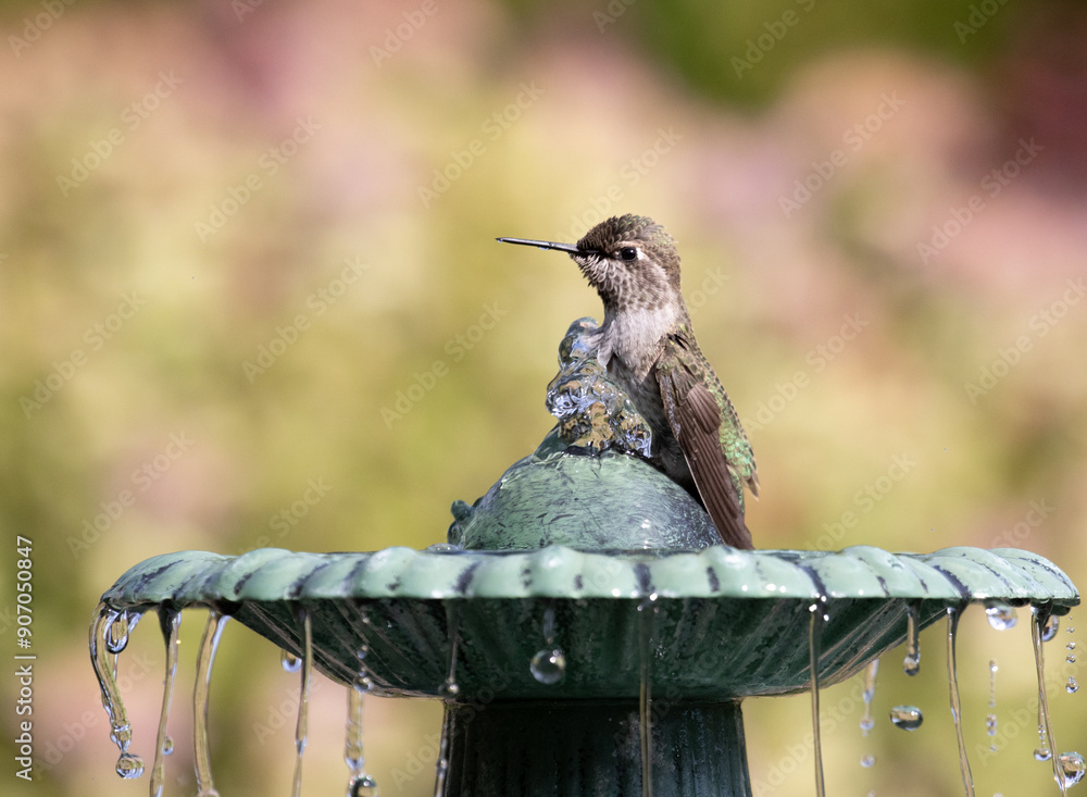 hummingbird birdbath