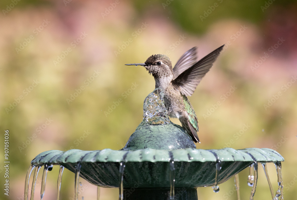 hummingbird birdbath