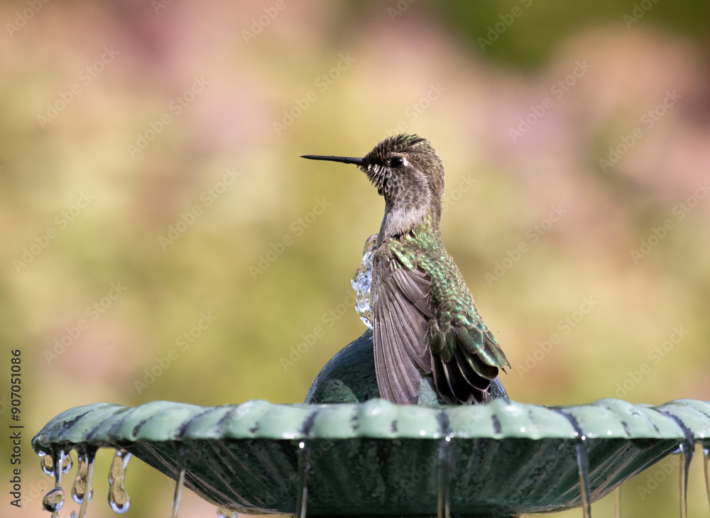 hummingbird birdbath