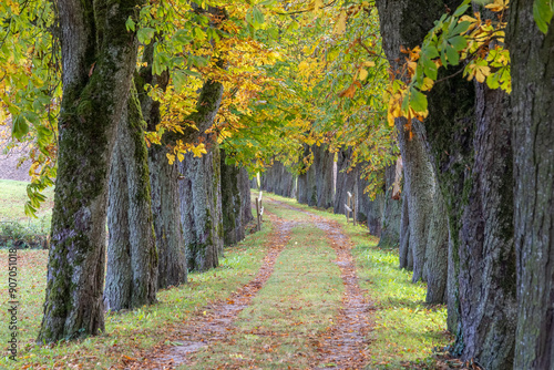 Kastanienallee im Herbst in Bad Wimsbach-Neydharting