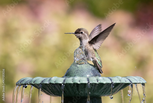 Obraz na płótnie hummingbird birdbath w salonie